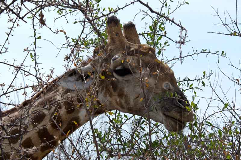 Jirafa - parque nacional de Etosha - Namibia 12.jpg